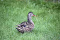 Green_Photos