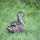 Green_Photos