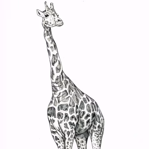 Colors Of Giraffe