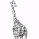 Colors Of Giraffe