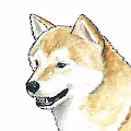 505 DOGS Collection