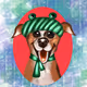 The adventure of a dog named Chapa