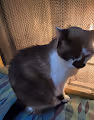 Real Cat Fake Value - old