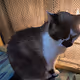 Real Cat Fake Value - old