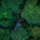 Aerial Islander