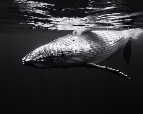 Whale Papi's Birthday Gift