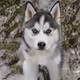 Crypto AI Huskies