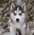 Crypto AI Huskies