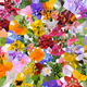 Poisson Bouquet