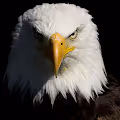 Eagles Fly Alone