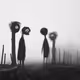 Fog's Dwellers