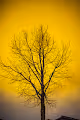 YELLOW SKIES and DARK TREES