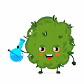 The Weedsdom club