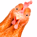 JustAChicken. - old