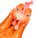JustAChicken. - old