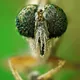 Planet of Macro arthropods