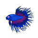 Betta Bowls