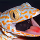 The Mooning Geckos