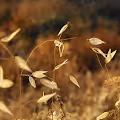 UltimoGrado Nature Relics