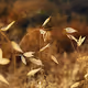 UltimoGrado Nature Relics