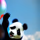 panda Ta - old
