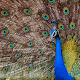 Colorful world of Birds
