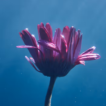 Submerged - Big Magenta