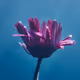 Submerged - Big Magenta