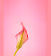 Pastel Rainbow Flora