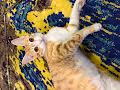 KittyTheOyen