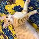 KittyTheOyen