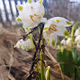 Snowdrop1