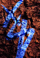 Red Rock - old