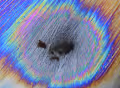 Micropscopy  Gallery