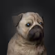 Epic Pugs