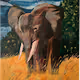 Elephantos