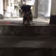 Wobbie's World
