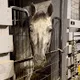 Horse'n Around