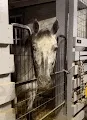 Horse'n Around