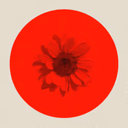 Les Fleurs de SORRISO