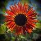 Keep It Simple Sunflower Patch '22