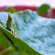 Grass hopper