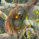 AI Transformation Primates
