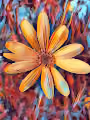 Inspiration By Nature Free Collection