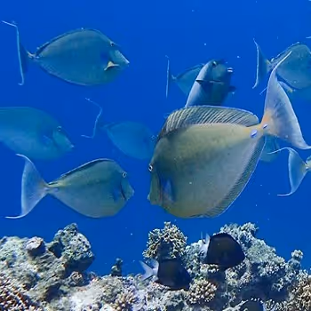 School of Fish