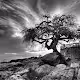 Black And White Landscapes