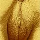 The Golden Pussy - old V2