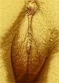 The Golden Pussy - old V2