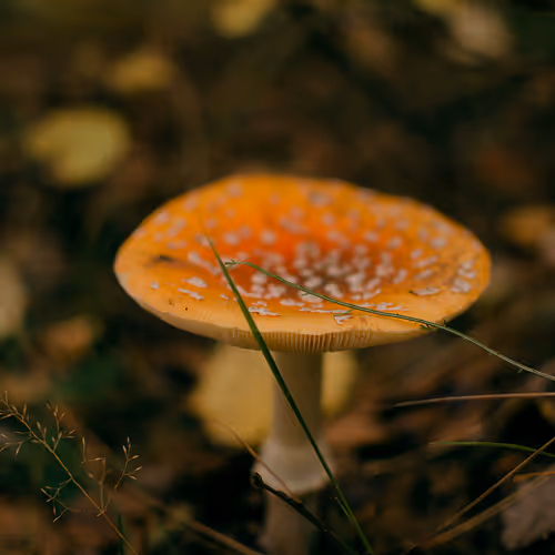 NatureCollectionPhoto