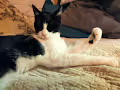 Victorious Cat